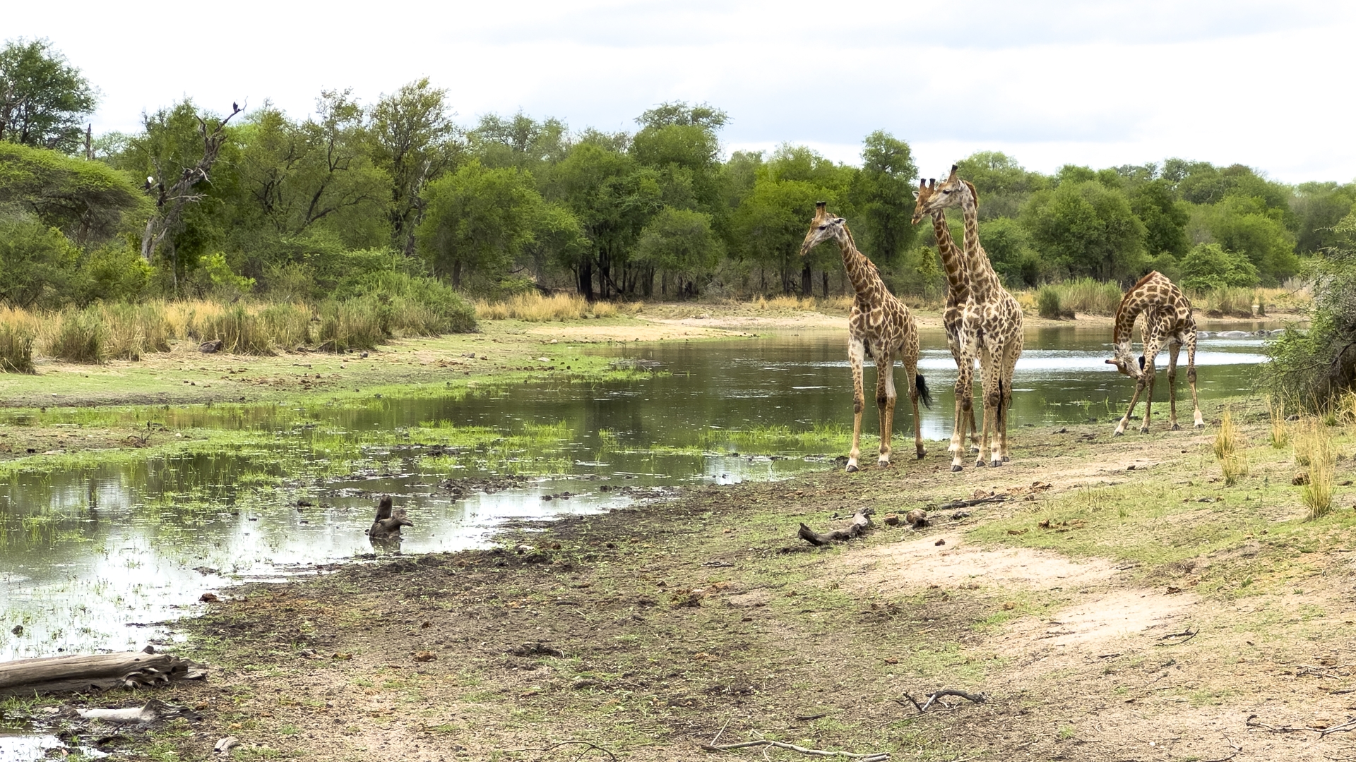 Kruger25 2025 10 31 14 41 08 iPhone 14 Pro 74